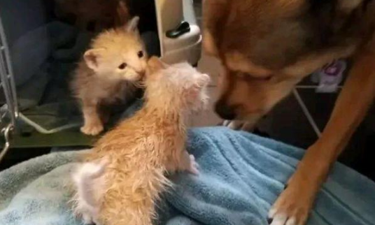 女孩捡回3只小猫,狗狗却“吸猫”成瘾,主人:孩子又不是你的(图1)