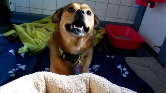 女孩捡回3只小猫,狗狗却“吸猫”成瘾,主人:孩子又不是你的(图2)