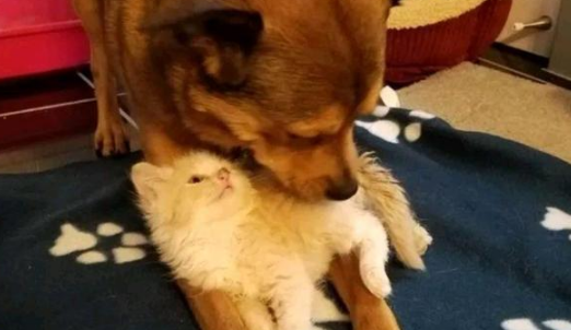 女孩捡回3只小猫,狗狗却“吸猫”成瘾,主人:孩子又不是你的(图3)