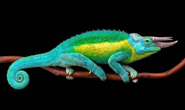 七彩变色龙有多少个品系?常见的变色龙盘点(图7)