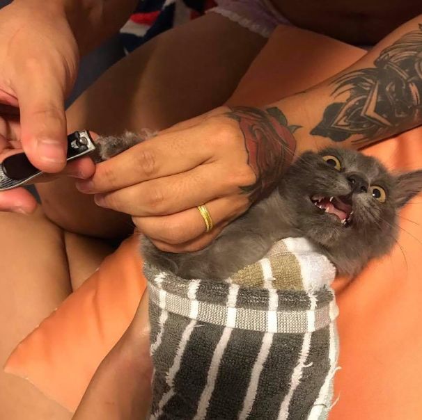 猫咪打疫苗时乱挠主人,结果被剪指甲绝后患,影帝般演技亮眼了!(图1)