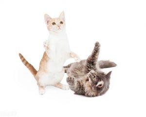 养猫的费用跟经济条件有着密切的关系(图1)