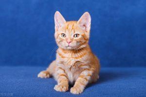 养猫的费用跟经济条件有着密切的关系(图2)