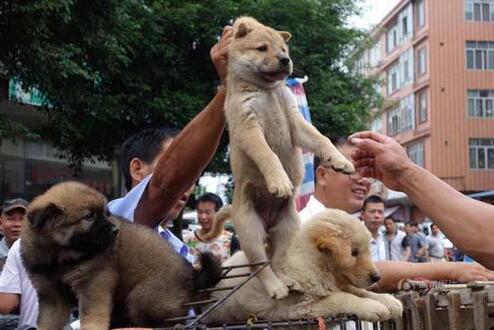 狗贩子为了卖掉星期狗常用的5个办法,看看你有没有被骗!(图1)