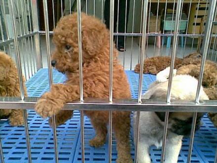 狗贩子为了卖掉星期狗常用的5个办法,看看你有没有被骗!(图3)