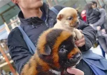 狗贩子为了卖掉星期狗常用的5个办法,看看你有没有被骗!(图5)