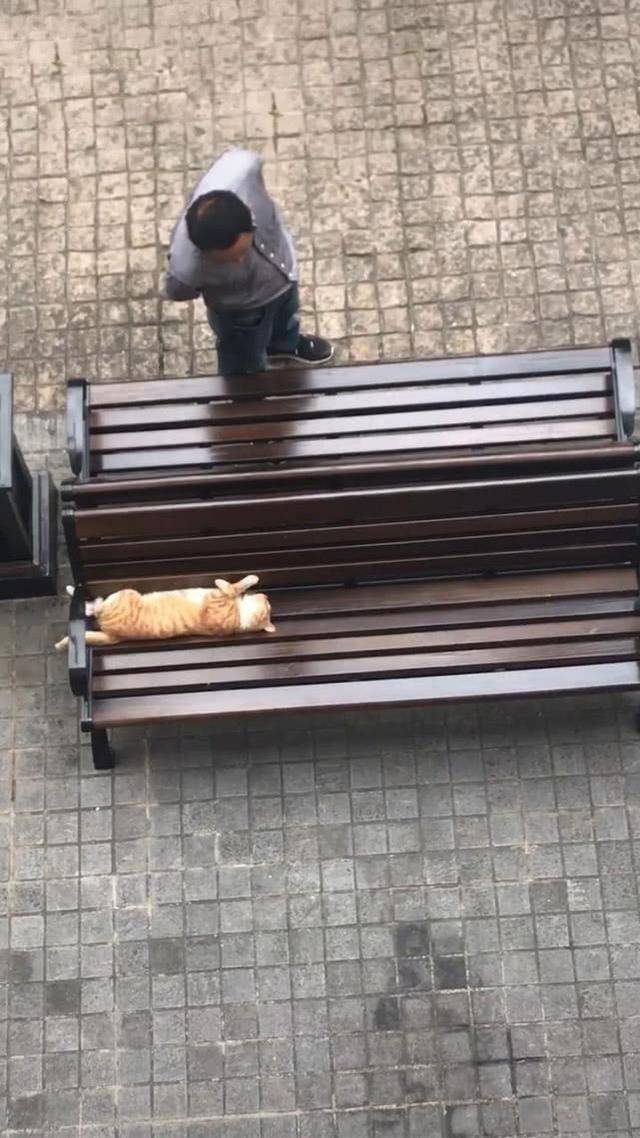 猫躺在椅子上睡觉,大爷环顾四周后掏出手机,接着的画面让人笑喷(图2)