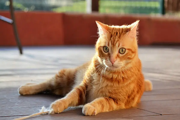 为什么猫咪进了宠物医院回来后同伴排斥?(图1)