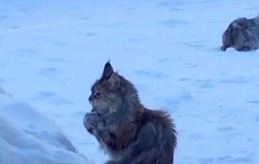 猫咪捧起雪就舔起来,把后面的同伴看懵了(图2)