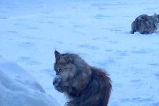 猫咪捧起雪就舔起来,把后面的同伴看懵了(图1)