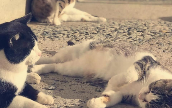 “奇葩”岛屿禁止任何狗上岛,却是猫咪的天堂(图3)