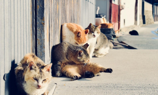 “奇葩”岛屿禁止任何狗上岛,却是猫咪的天堂(图4)