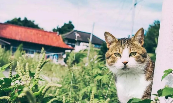 “奇葩”岛屿禁止任何狗上岛,却是猫咪的天堂(图7)