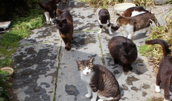 “奇葩”岛屿禁止任何狗上岛,却是猫咪的天堂(图5)