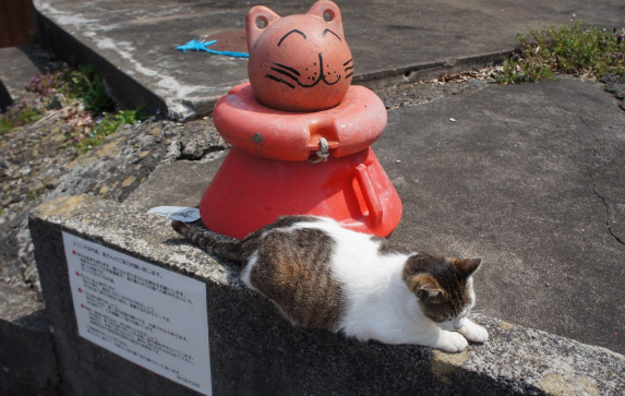 “奇葩”岛屿禁止任何狗上岛,却是猫咪的天堂(图6)