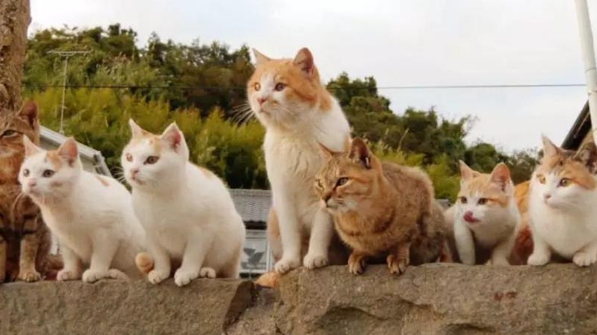 “奇葩”岛屿禁止任何狗上岛,却是猫咪的天堂(图8)