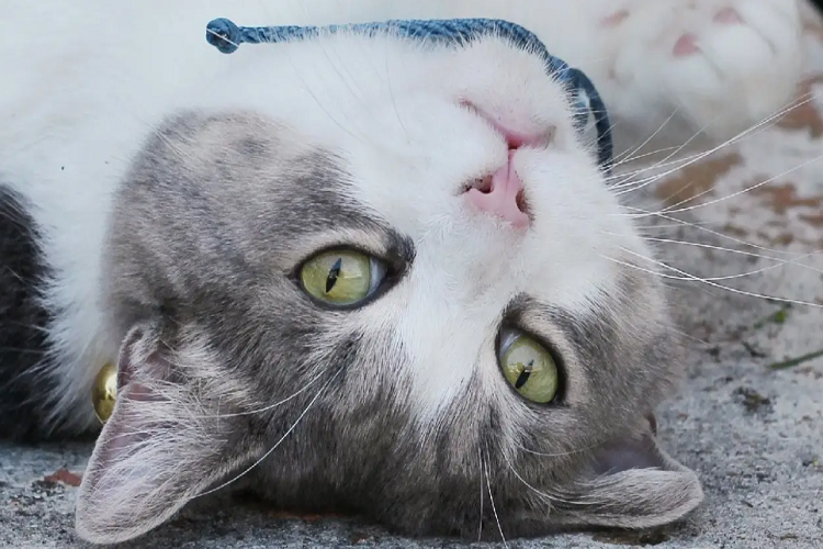 猫咪不舒服时候有什么表现?生病时候的变化是怎么样的?(图1)