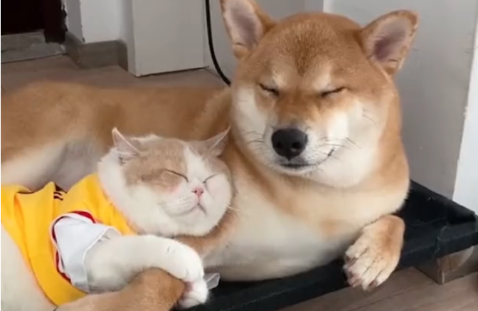 浙江一猫咪获得狗子宠爱就靠这一招!喵咪:我不松手,爱就不会走(图1)