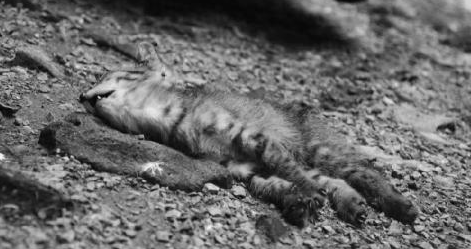 女子半个月前被猫咬伤,猫却离奇而亡(图1)