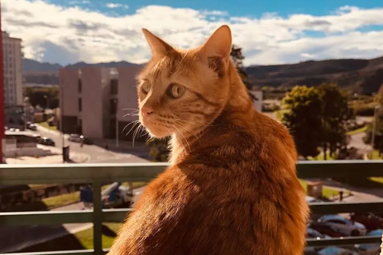 猫咪不拉屎是什么情况?猫咪不排便该怎么办?(图1)