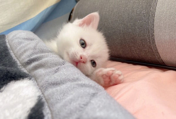 小白猫找蓝猫打架,白猫被揍后使用美喵计(图1)