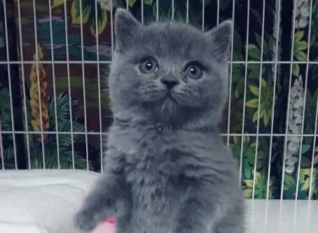 小白猫找蓝猫打架,白猫被揍后使用美喵计(图2)