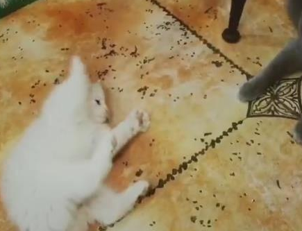 小白猫找蓝猫打架,白猫被揍后使用美喵计(图3)