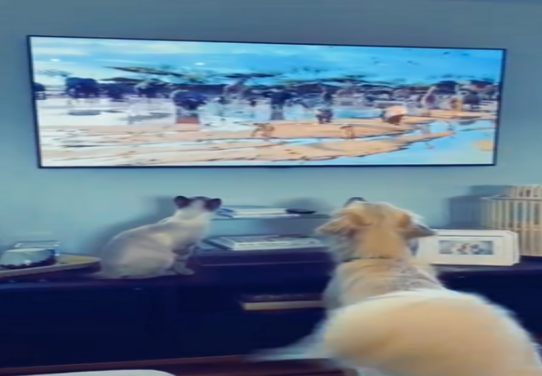 电视儿童无误!狗狗和猫咪看《狮子王》入迷(图1)