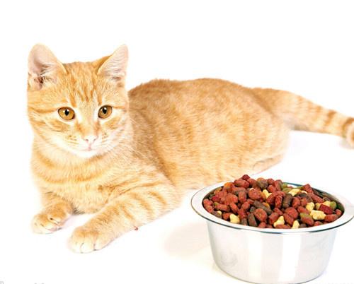 猫咪便秘怎么办?能用开塞露吗?(图1)