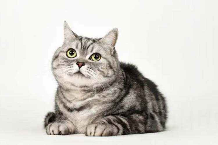 我家猫几乎不叫正常么?是不是有问题?(图1)