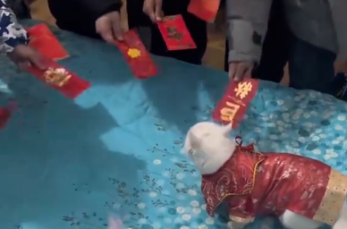 女子带猫咪回家过年,猫收到近千元的红包(图1)