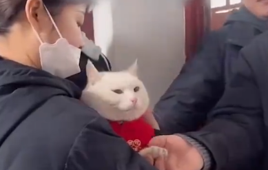 女子带猫咪回家过年,猫收到近千元的红包(图2)