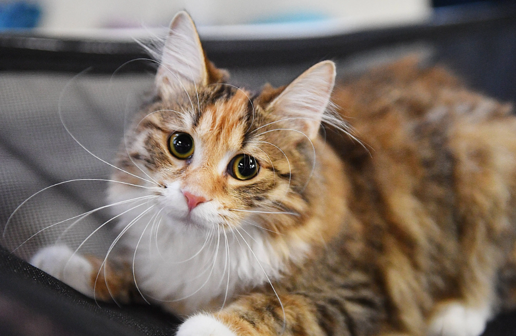 搬家对猫咪有影响吗?为什么猫咪害怕新环境?(图1)