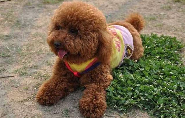 狗狗用的东西有什么是你一直回购的呢?分享养泰迪好物大公开(图1)