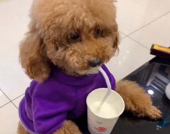 狗狗用的东西有什么是你一直回购的呢?分享养泰迪好物大公开(图2)