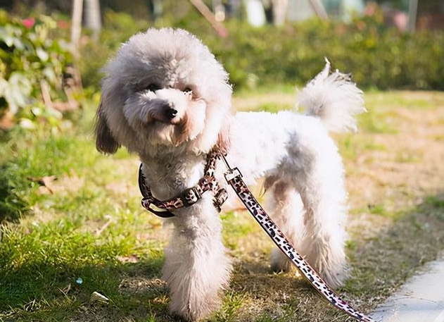 狗狗用的东西有什么是你一直回购的呢?分享养泰迪好物大公开(图3)