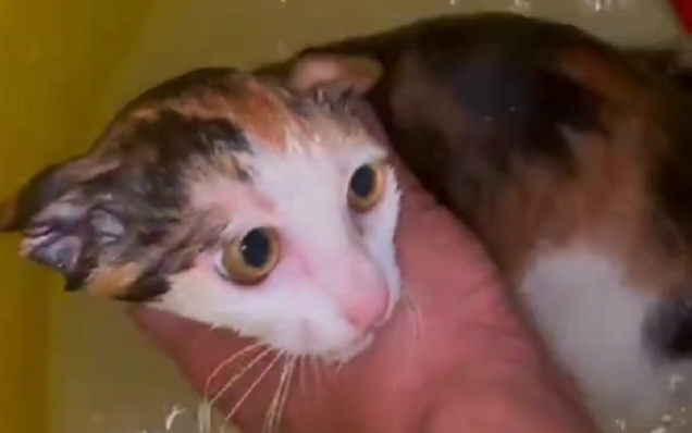 被大妈折磨两月的小猫,解救后成功被收养(图2)