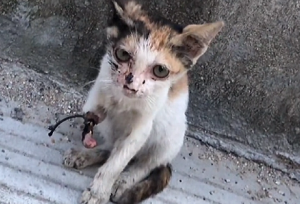 被大妈折磨两月的小猫,解救后成功被收养(图1)