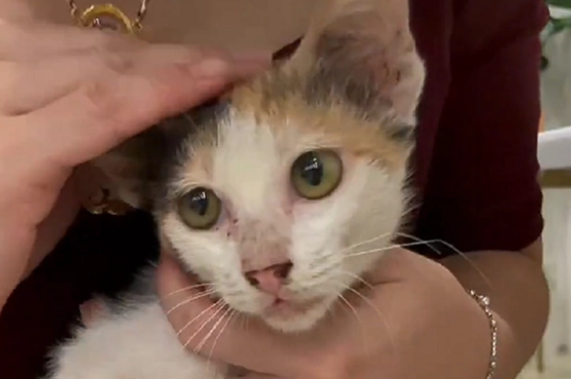 被大妈折磨两月的小猫,解救后成功被收养(图3)