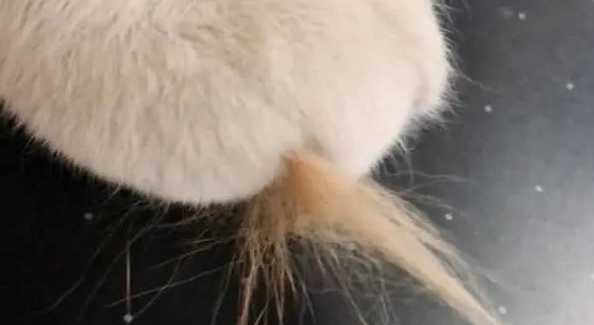 一早醒来,发现橘猫脚趾夹了一大撮毛(图2)