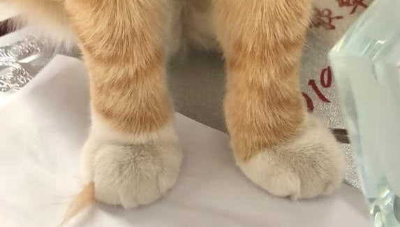 一早醒来,发现橘猫脚趾夹了一大撮毛(图1)