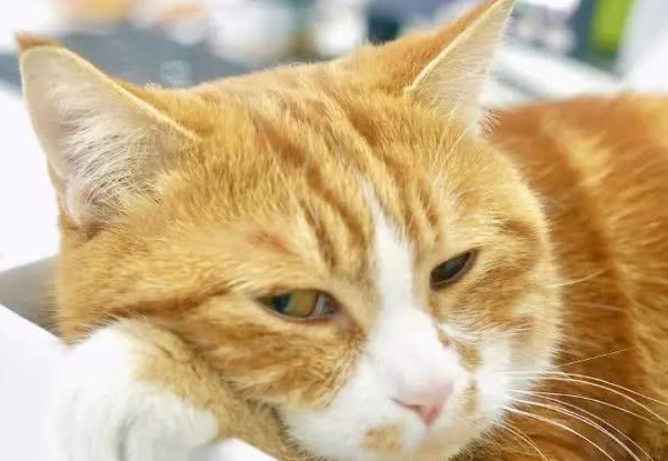 一早醒来,发现橘猫脚趾夹了一大撮毛(图4)