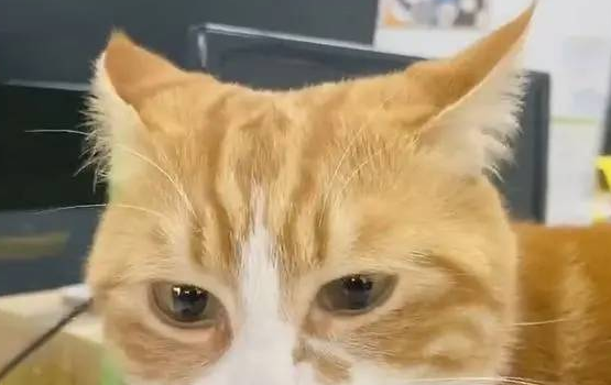 一早醒来,发现橘猫脚趾夹了一大撮毛(图3)