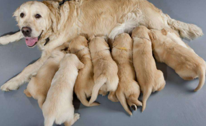 如何能让小狗安全的度过满月?(满月的小狗应该怎么喂养)(图2)