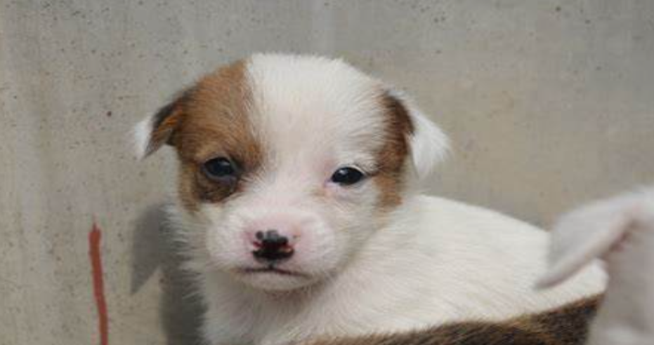 如何能让小狗安全的度过满月?(满月的小狗应该怎么喂养)(图1)