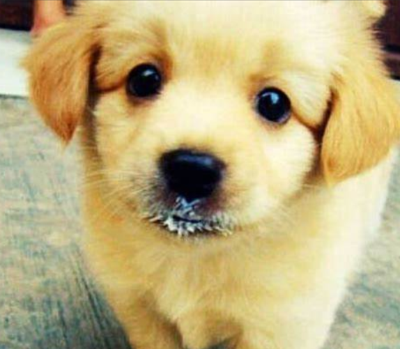 如何能让小狗安全的度过满月?(满月的小狗应该怎么喂养)(图3)