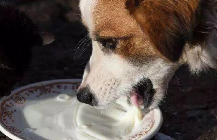 如何能让小狗安全的度过满月?(满月的小狗应该怎么喂养)(图4)