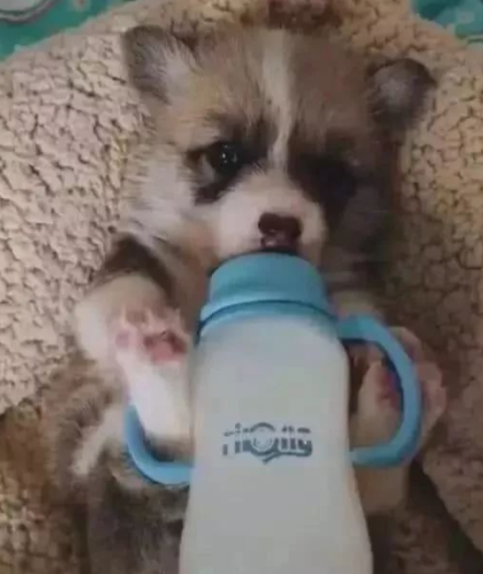 如何能让小狗安全的度过满月?(满月的小狗应该怎么喂养)(图5)