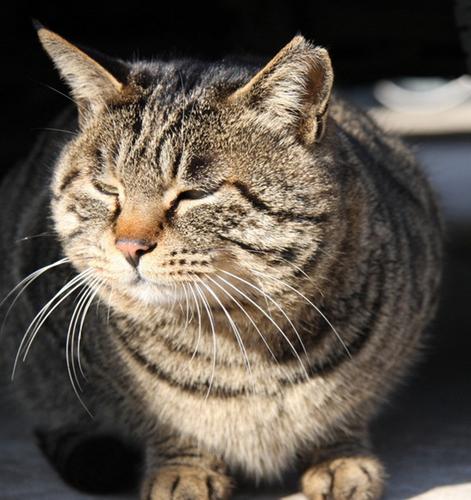 本打算领养奶猫,但幸亏工作人员“失误”带回只“凶狠老猫”(图1)