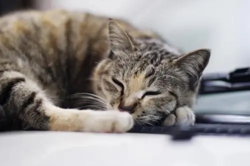 本打算领养奶猫,但幸亏工作人员“失误”带回只“凶狠老猫”(图2)